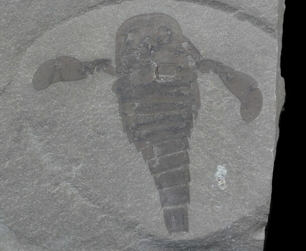 Eurypterus (Sea Scorpion) Fossil - New York #62808